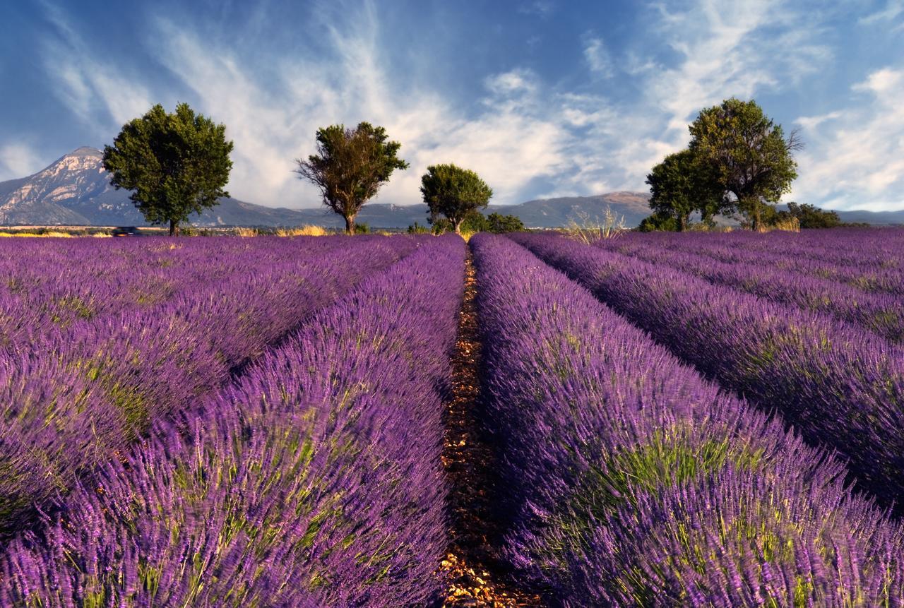 Portail Du Ventoux Central Luxe Jardin Linge Fourni Malaucène Dış mekan fotoğraf